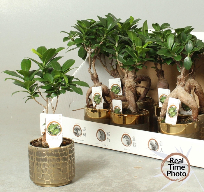 <h4>FIC MI GINSENG</h4>