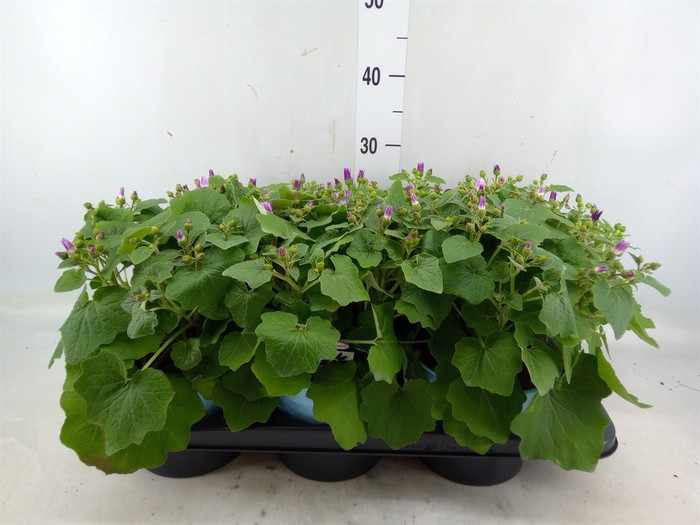 <h4>Pericallis CR 'Senetti'   ..mix</h4>