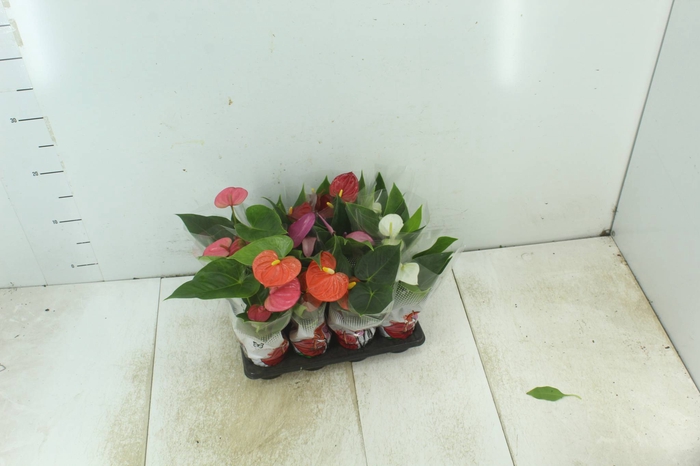 <h4>ANTHURIUM VARIADO P06</h4>