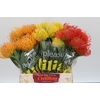 Nutans Mix 3 kleur