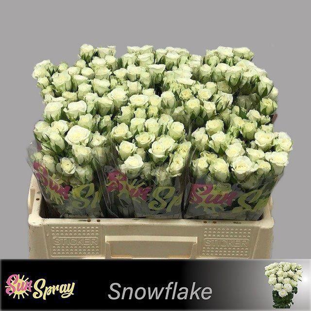 <h4>RS TR SNOWFLAKE</h4>