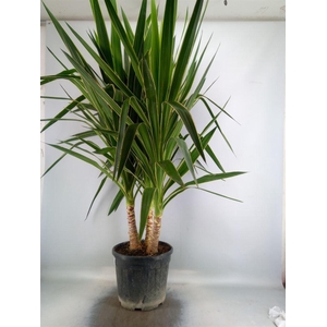 Yucca elephantipes 'Puck'   ...KS