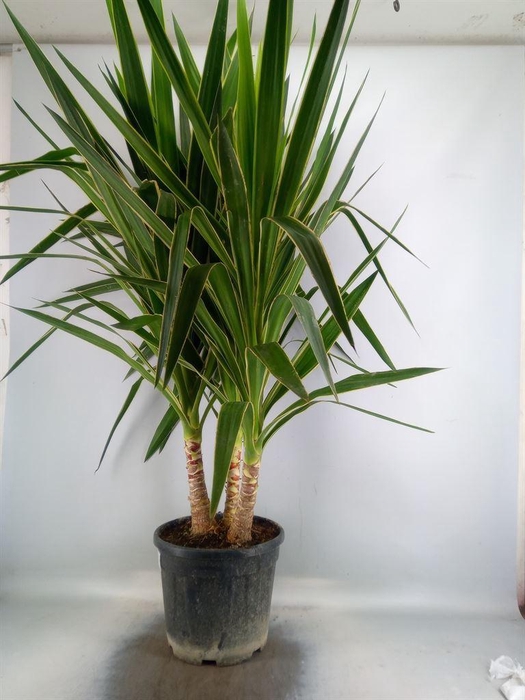 <h4>Yucca elephantipes 'Puck'   ...KS</h4>