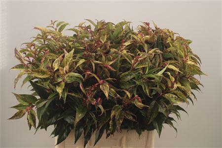 <h4>Leucothoe Walteri Rainbow</h4>