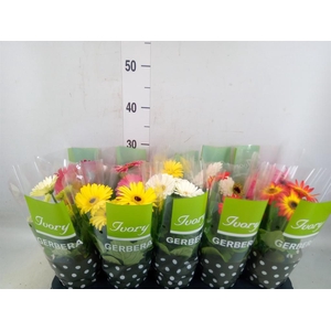 Gerbera  'Ivory'   ...mix