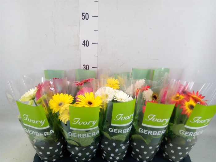 <h4>Gerbera  'Ivory'   ...mix</h4>