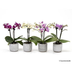 PHALAENOPSIS-HYB P6 E 2173