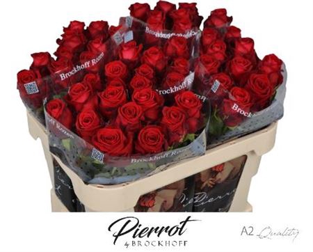 <h4>R Gr Red Naomi A2</h4>