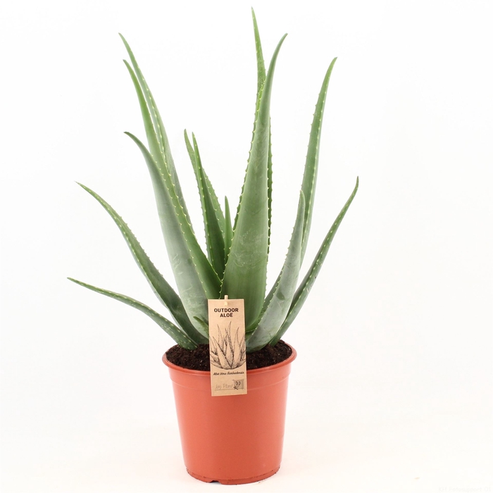 <h4>Aloe vera</h4>