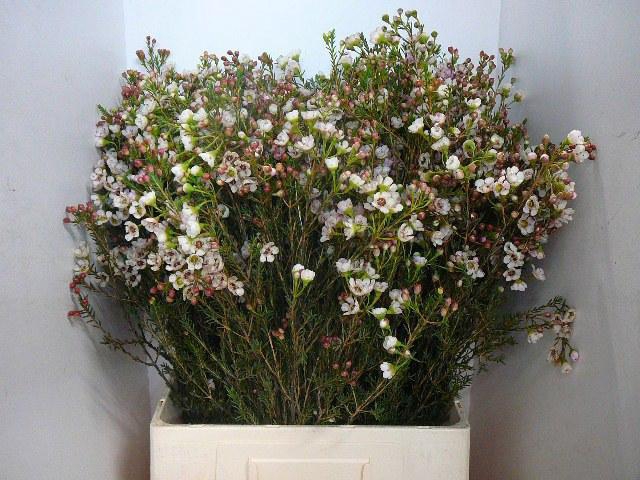 <h4>CHAME MOONL DELIGHT</h4>