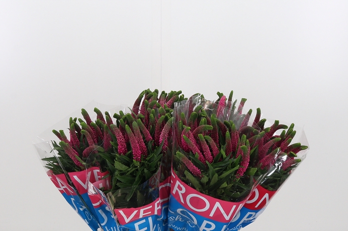 <h4>Veron Smart Iselle</h4>