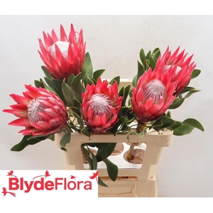 PROTEA CY MADIBA