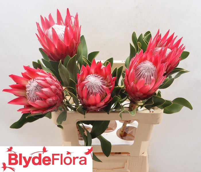 <h4>PROTEA CY MADIBA</h4>