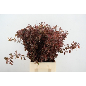 MALUS GORGEOUS BLOSSOM PER STEM 080CM