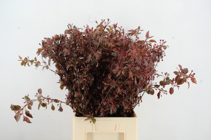 <h4>MALUS GORGEOUS BLOSSOM PER STEM 080CM</h4>