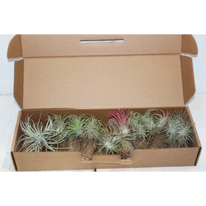 BROMELIA TILLANDSIA SEM POTE VARIADO