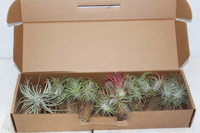 <h4>BROMELIA TILLANDSIA SEM POTE VARIADO</h4>