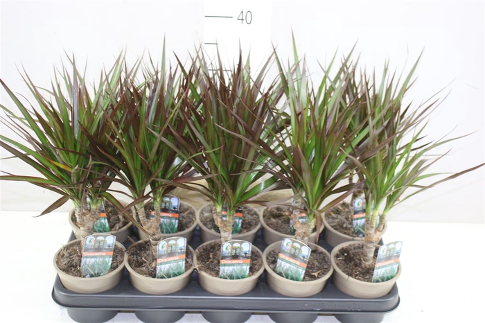 <h4>Dracaena Magenta 1 Stam</h4>