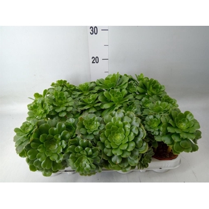Aeonium   ...