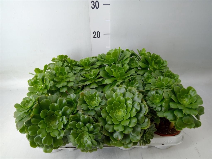 <h4>Aeonium   ...</h4>