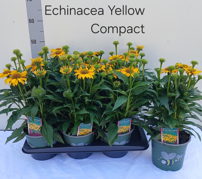 <h4>ECHINA SOM LEMON YEL</h4>