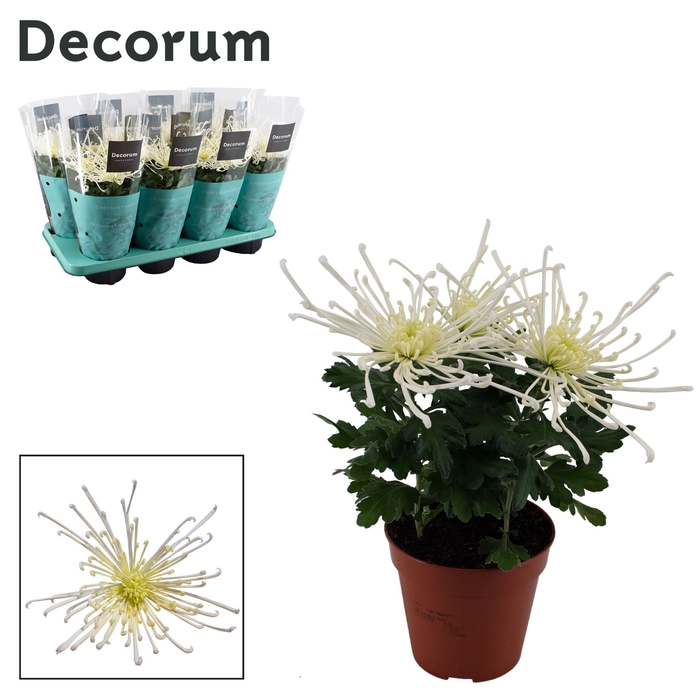 <h4>Decorum Chrysanne® 'Fireworks Cream</h4>