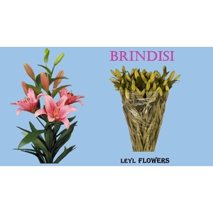 LI LA BRINDISI