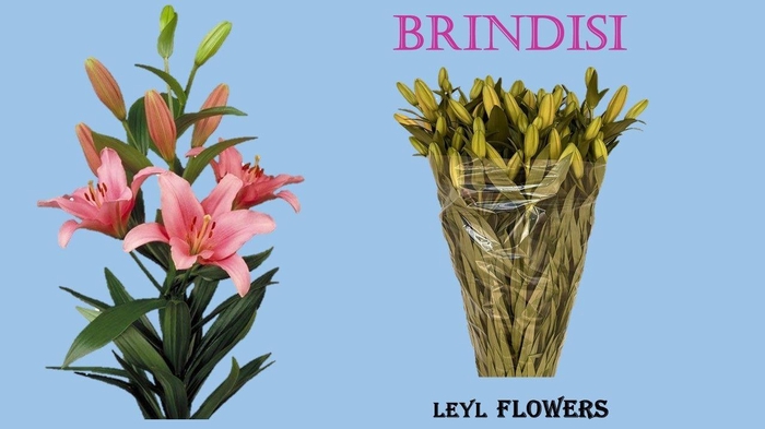 <h4>LI LA BRINDISI</h4>