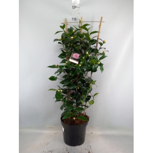 Camellia japonica