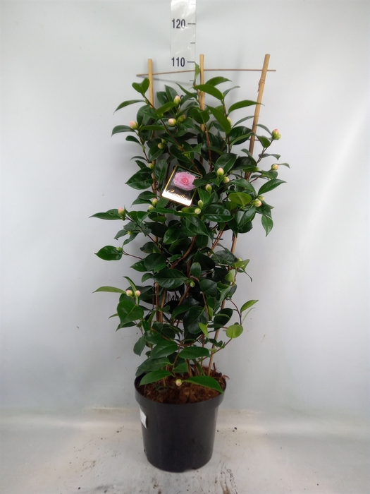 <h4>Camellia japonica</h4>