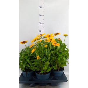 Rudbeckia   ...