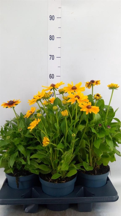 <h4>Rudbeckia   ...</h4>
