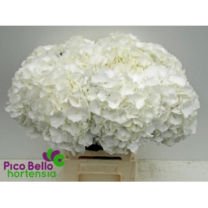 Hydrangea white verena