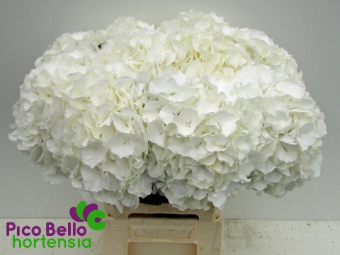 <h4>Hydrangea white verena</h4>