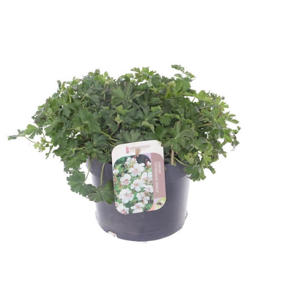<h4>Geranium cant. Biokovo</h4>