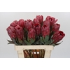 Protea Sharon