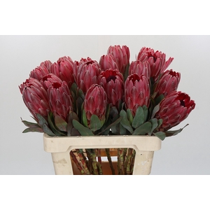 Protea Sharon