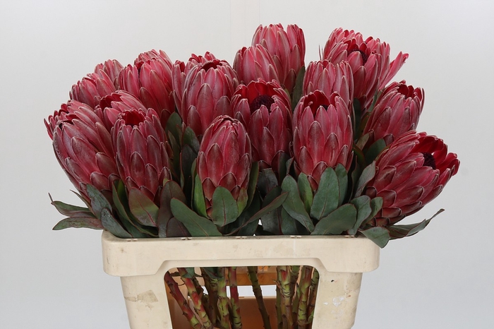 <h4>Protea Sharon</h4>