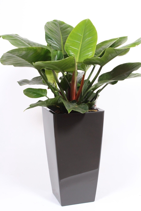 <h4>Philodendron Imperial Green in Piza pot "antraciet"</h4>