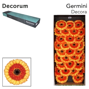 GE MI DECORA