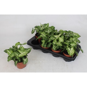 Syngonium Arrow 12Ø 22cm