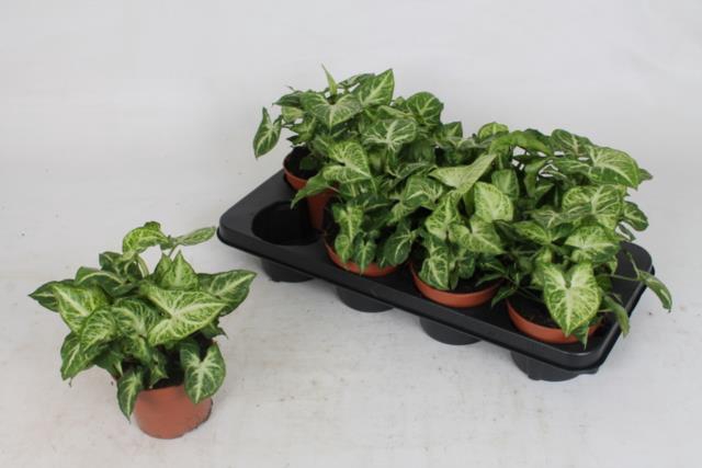 Syngonium Arrow 12Ø 22cm