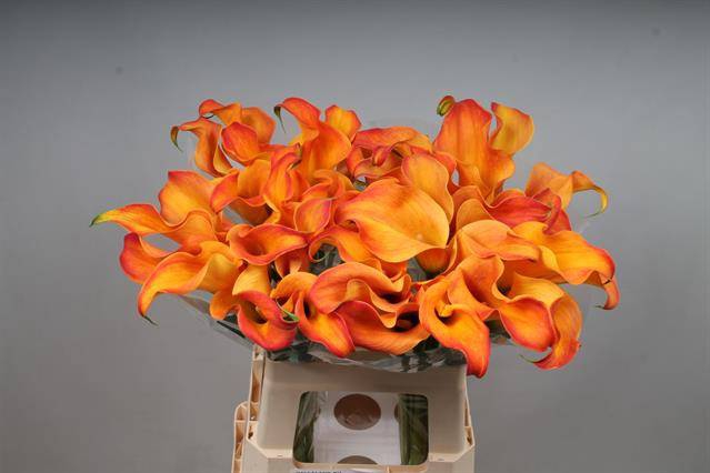 <h4>Zantedeschia callista</h4>