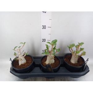 Adenium NB 'Ansu Baobab'