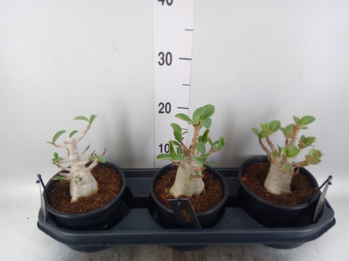 <h4>Adenium NB 'Ansu Baobab'</h4>