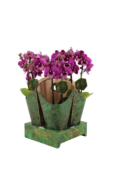 <h4>Signature Golden Nature Cover Phal Black Bear 2T16+</h4>