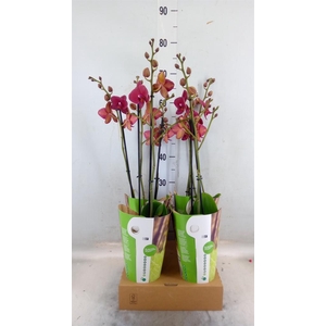 Phalaenopsis   ...red
