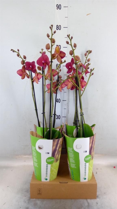 <h4>Phalaenopsis ...red</h4>