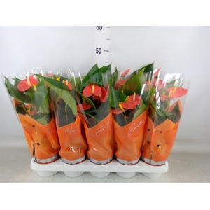 Anthurium andr. 'Prince of Orange'