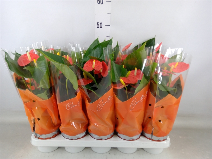 <h4>Anthurium andr. 'Prince of Orange'</h4>